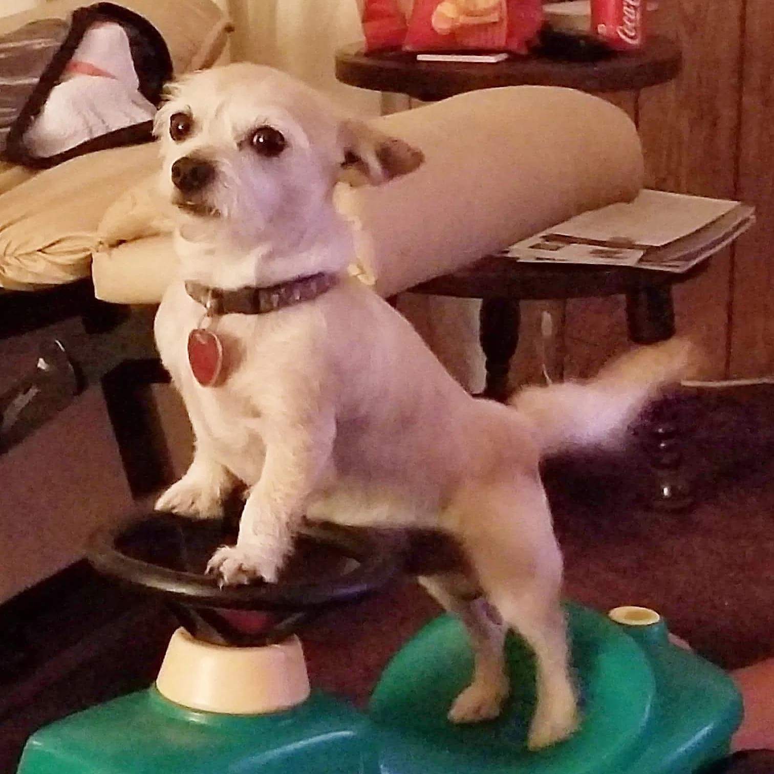Lost dog in Swansboro, NC, 28584