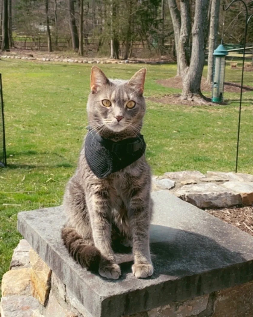 Lost cat in Blue Bell, PA, 19422