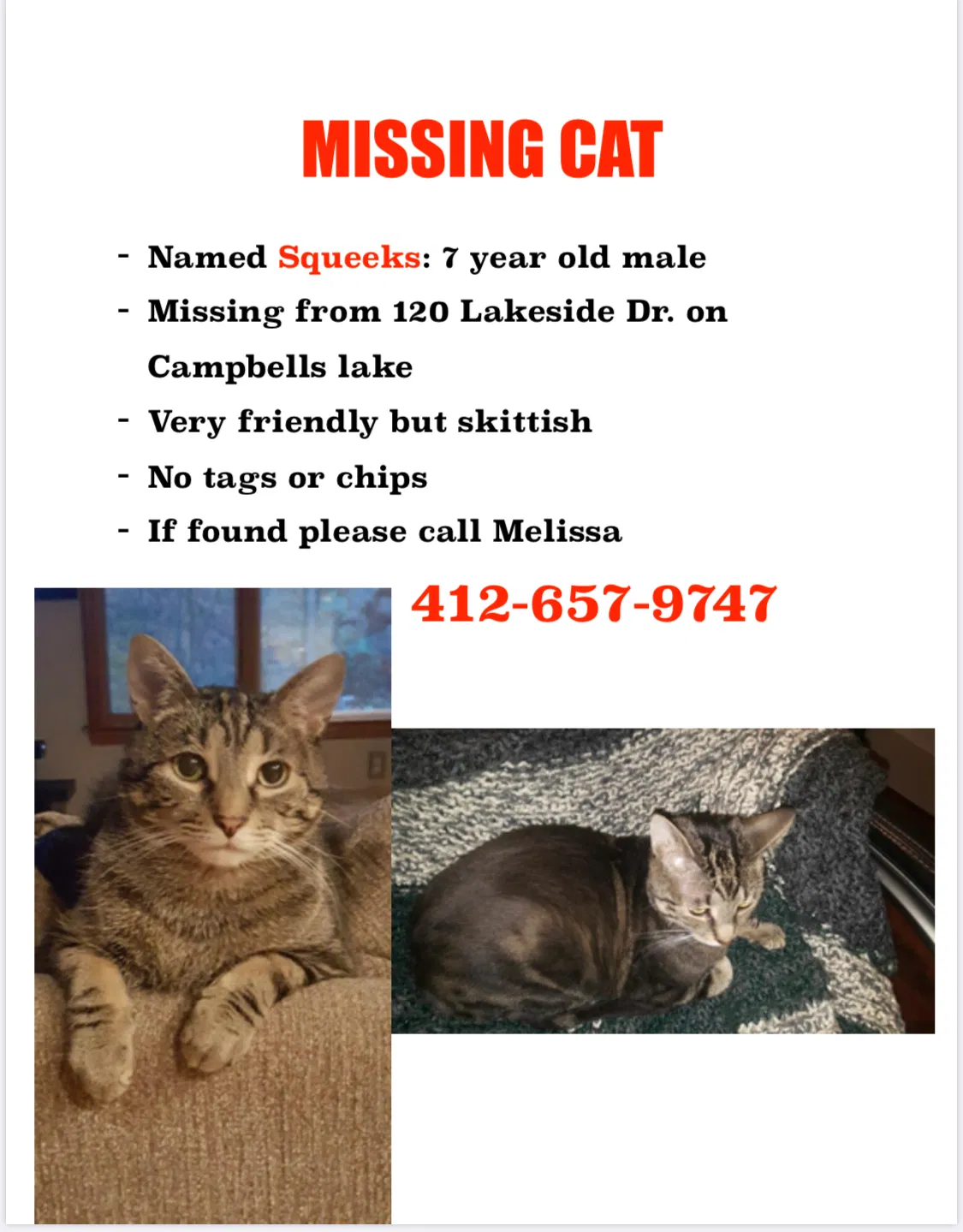 Lost cat in Pittsburgh, PA, 15238