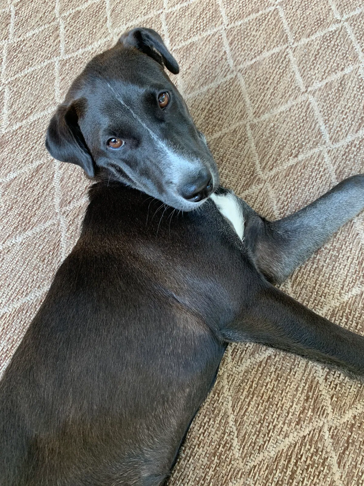 Lost dog in Indian Trail, NC, 28079