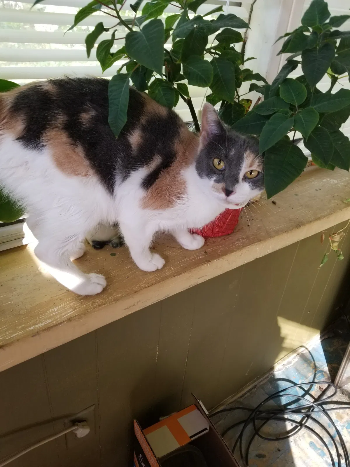 Lost cat in Birmingham, AL, 35204