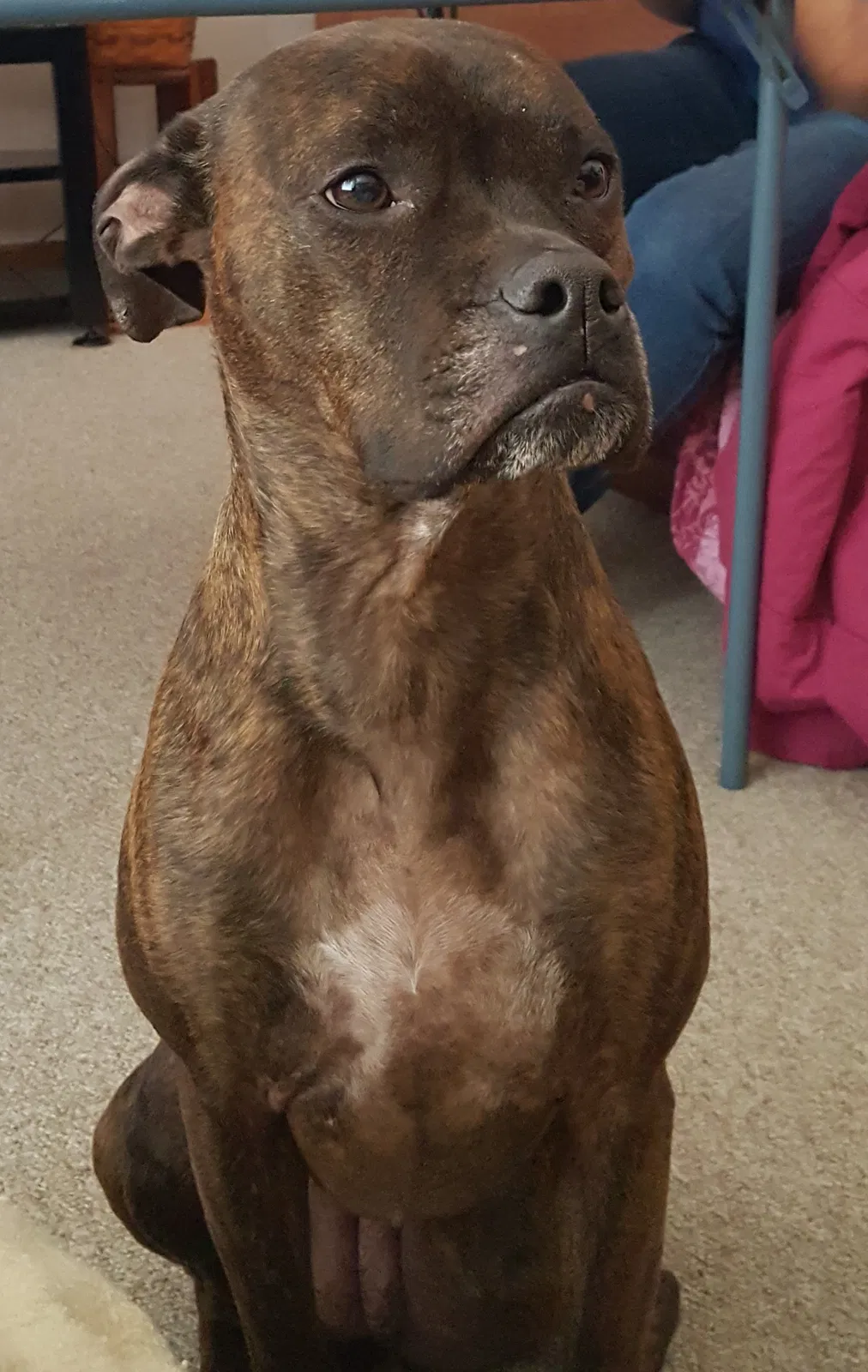 Lost dog in Gardner, KS, 66030