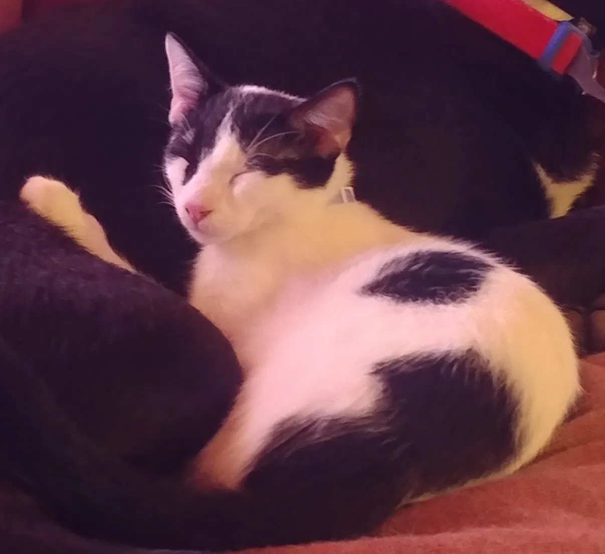 Lost cat in Tucson, AZ, 85748