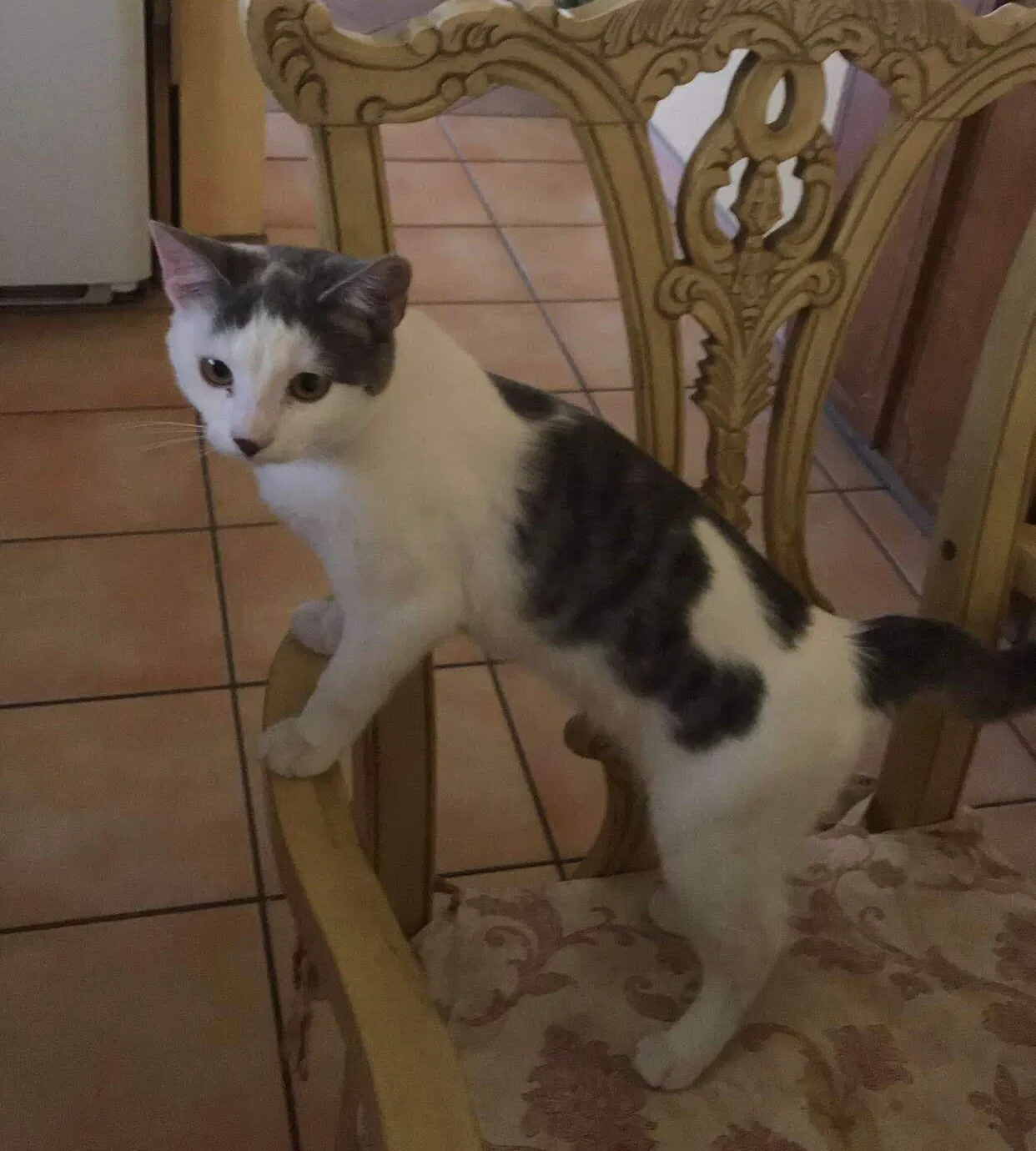 Lost cat in Tracy, CA, 95376