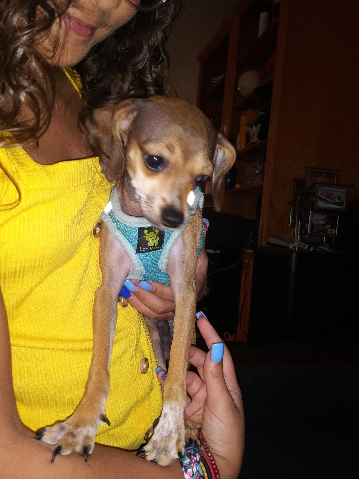 Lost dog in Davenport, FL, 33897