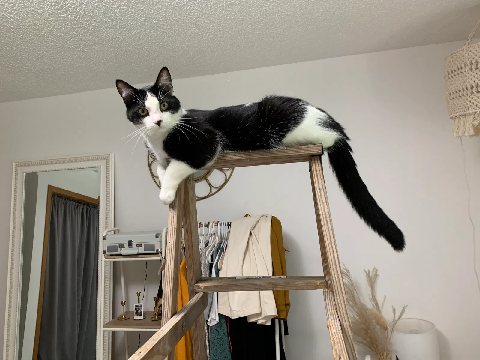 Lost cat in Minneapolis, MN, 55449