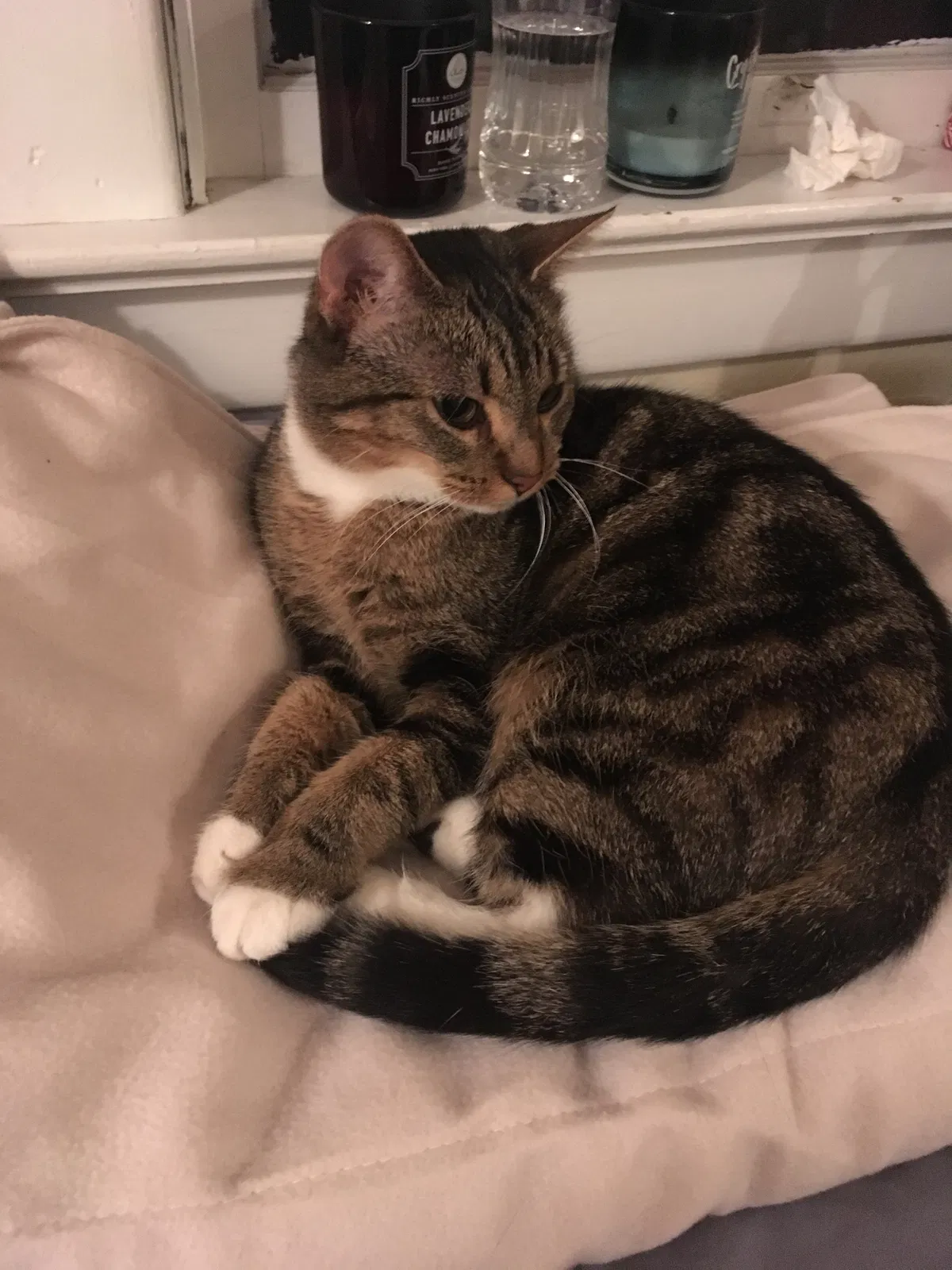 Lost cat in New Albany, OH, 43054