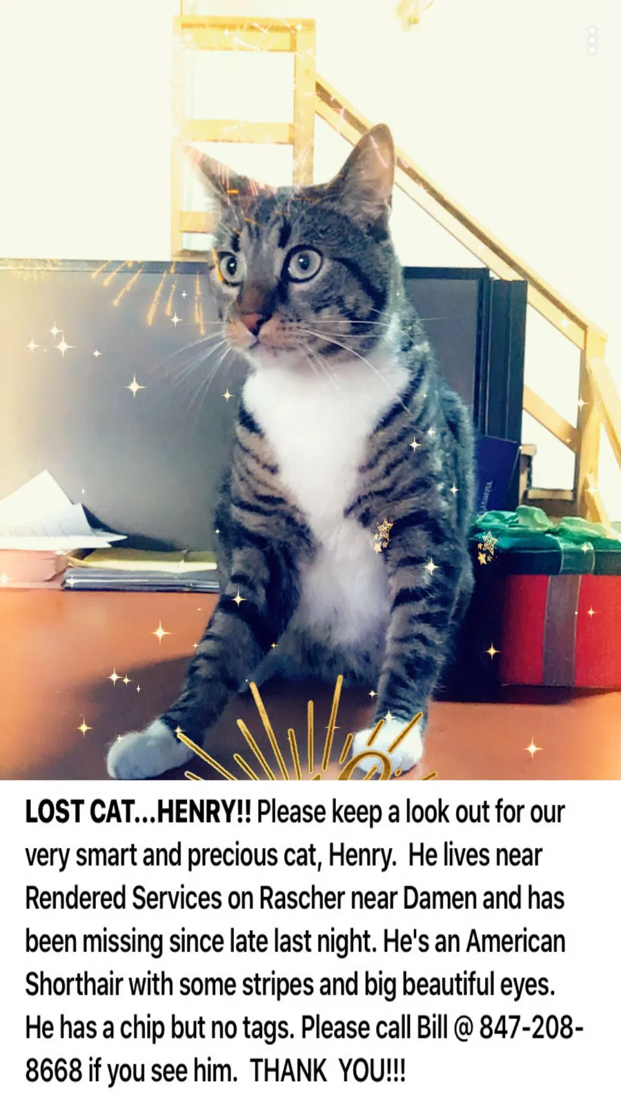 Lost cat in Chicago, IL, 60625
