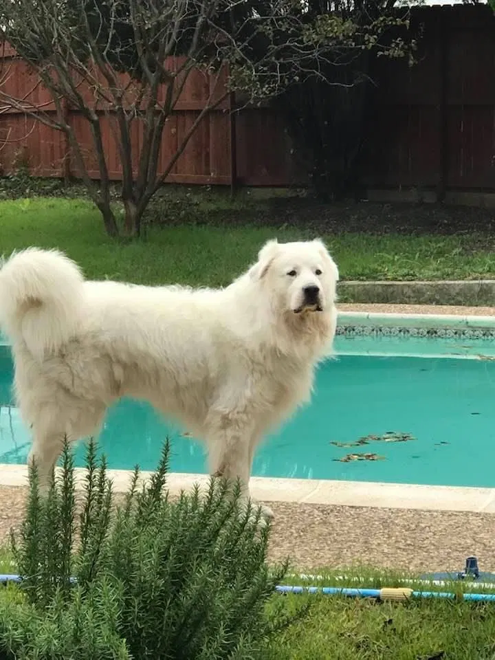 Lost dog in Killeen, TX, 76542