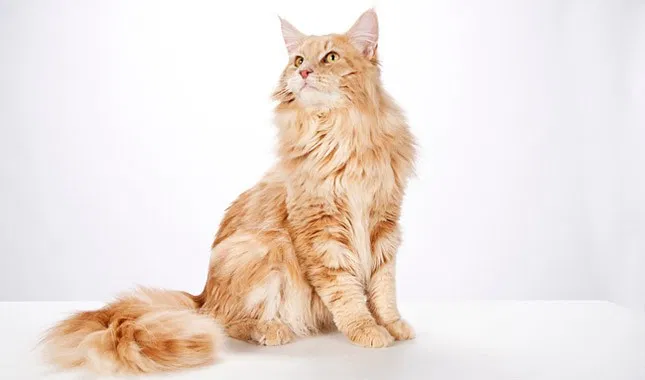 Lost cat in Deerfield, NH, 3037