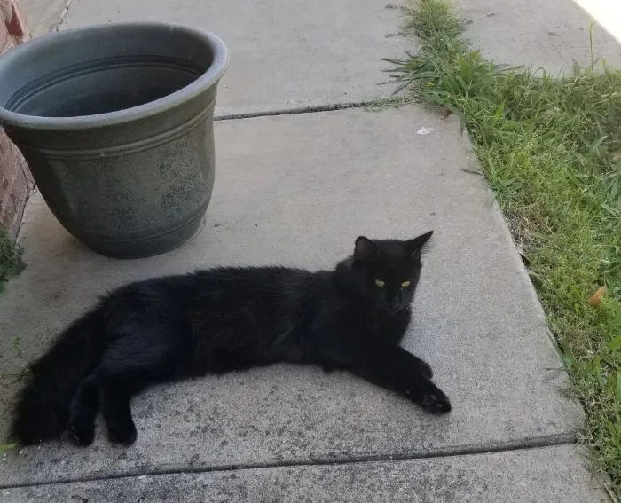 Lost cat in Norman, OK, 73071