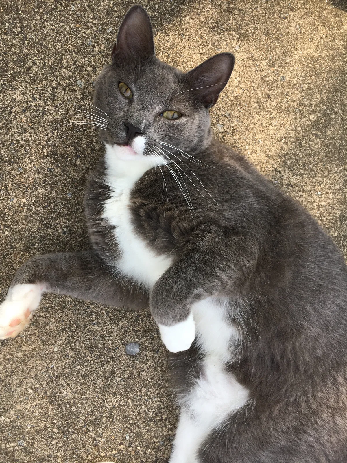Lost cat in Gulfport, MS, 39503
