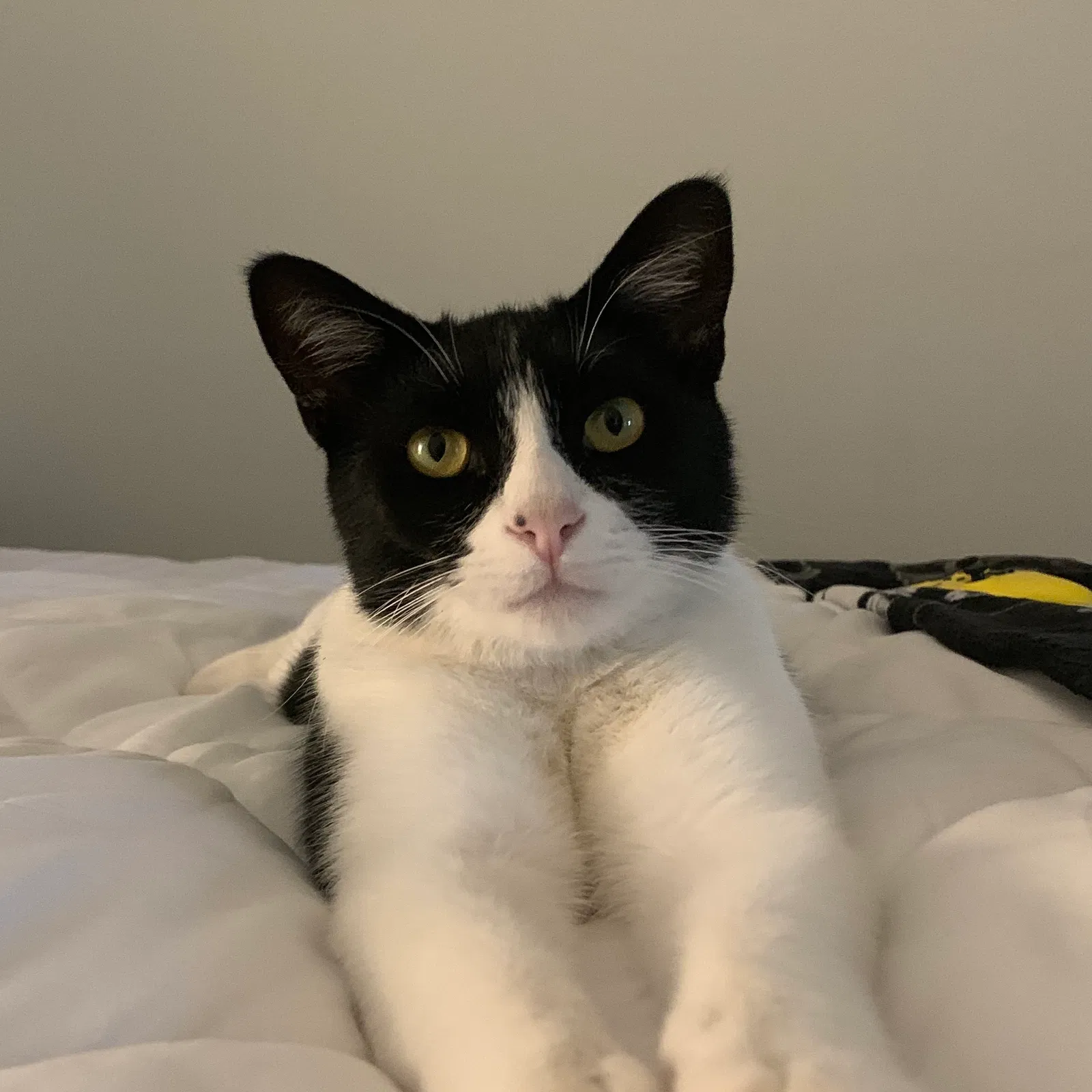Lost cat in Ventura, CA, 93004