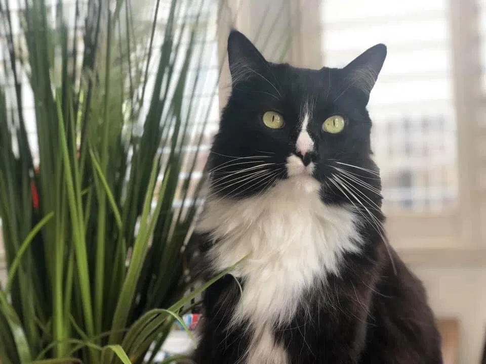 Lost cat in Liberty Hill, TX, 78642