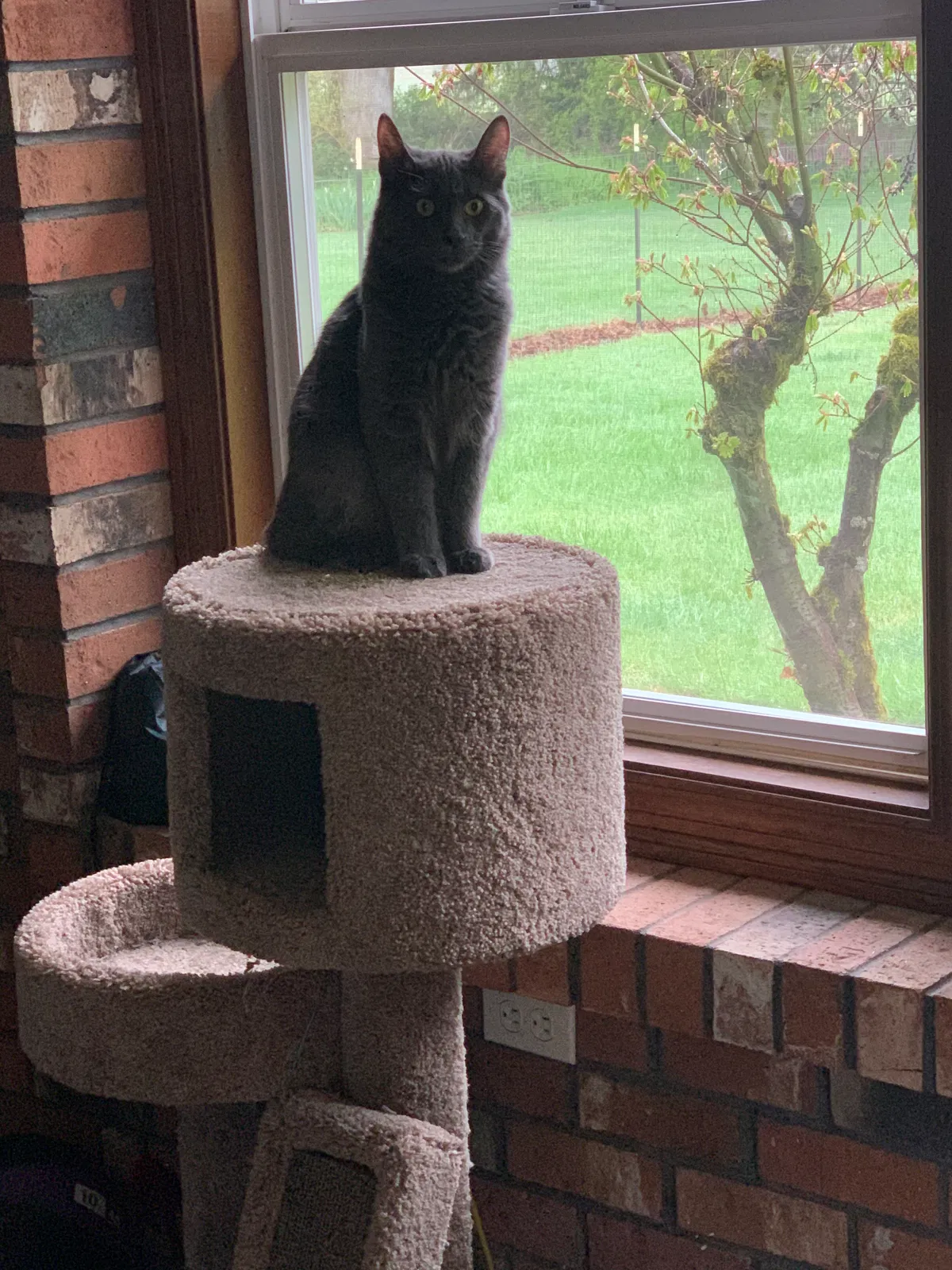 Lost cat in Salem, OR, 97317