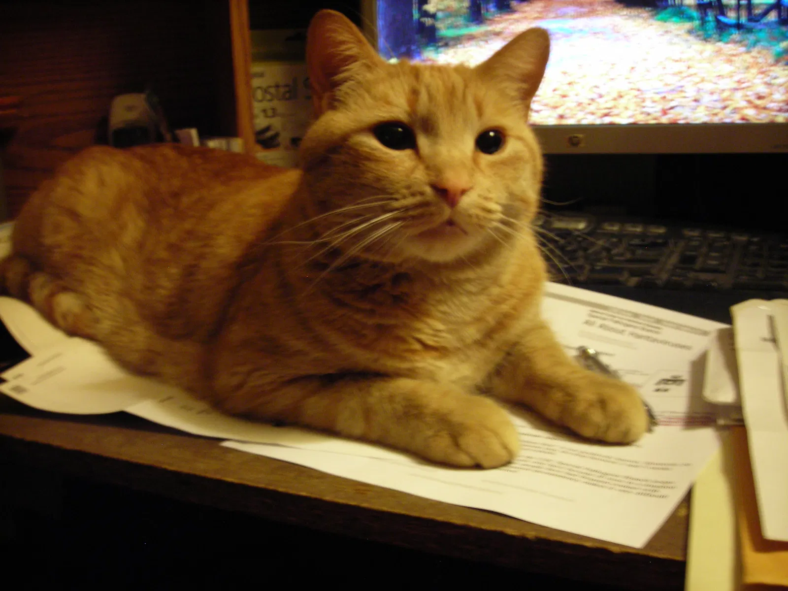 Lost cat in Reno, NV, 89521