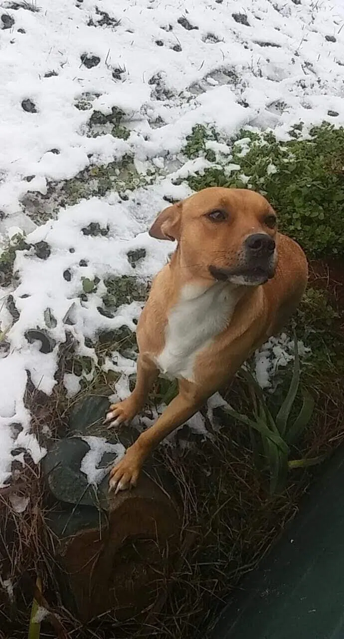 Lost dog in Lawndale, NC, 28090