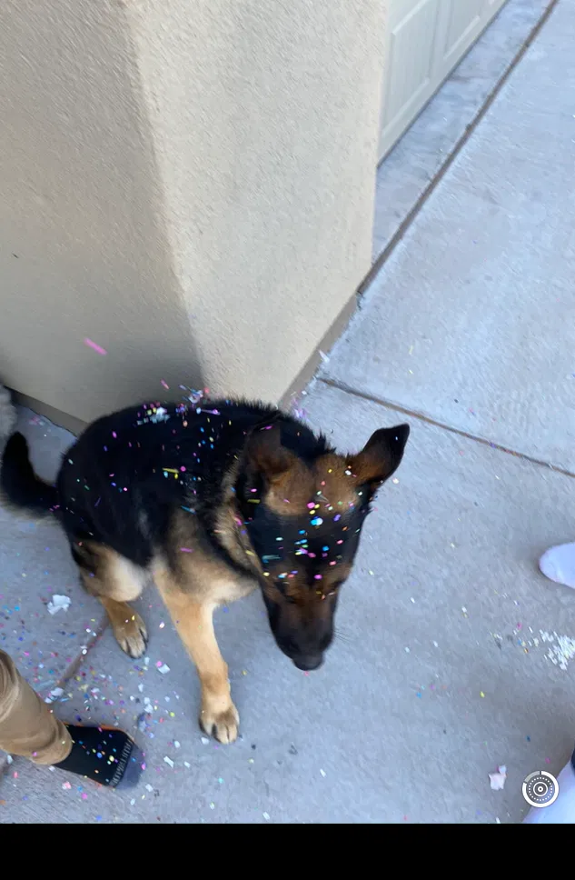 Lost dog in El Paso, TX, 79928