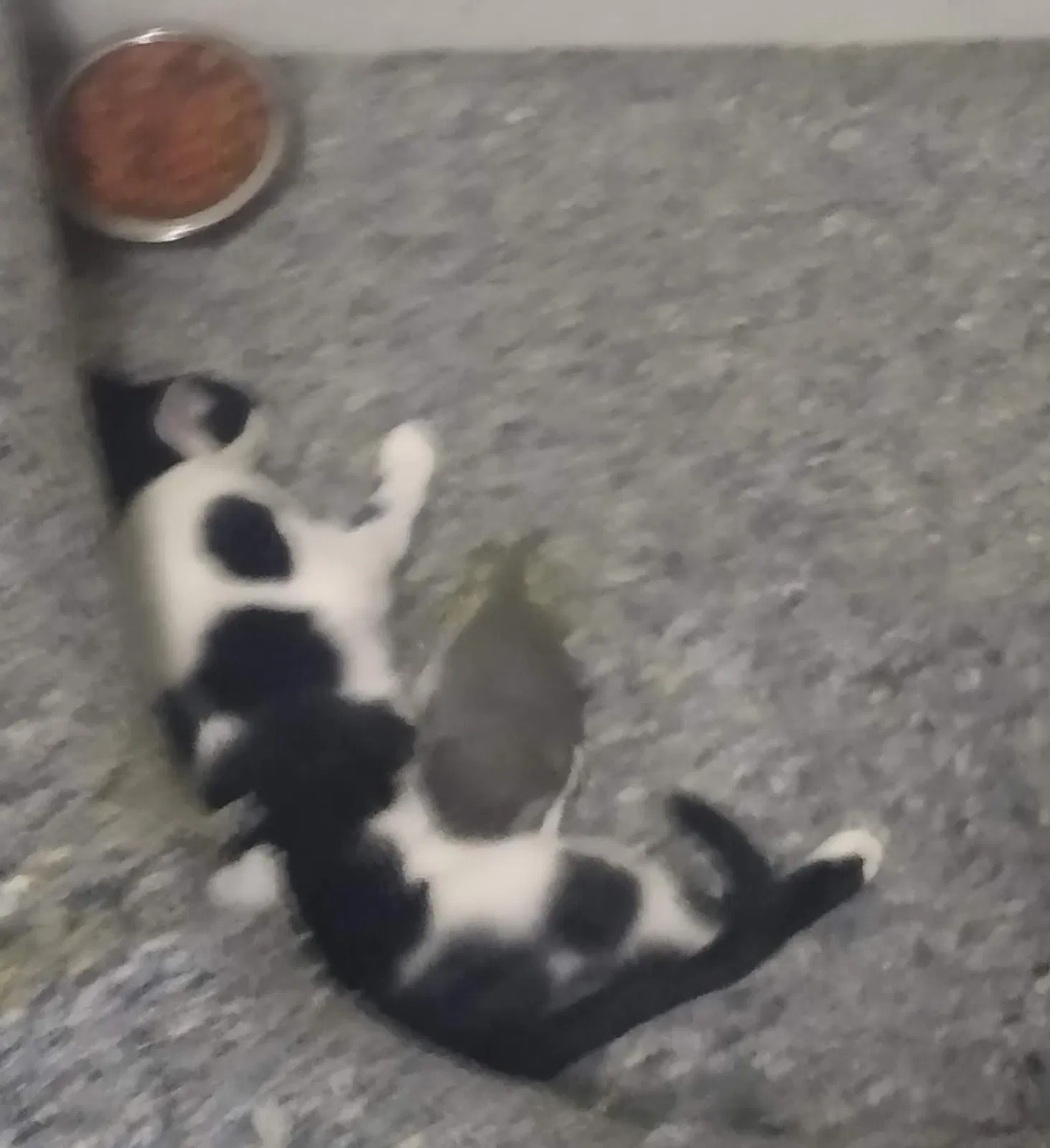 Lost cat in Huntington, WV, 25702