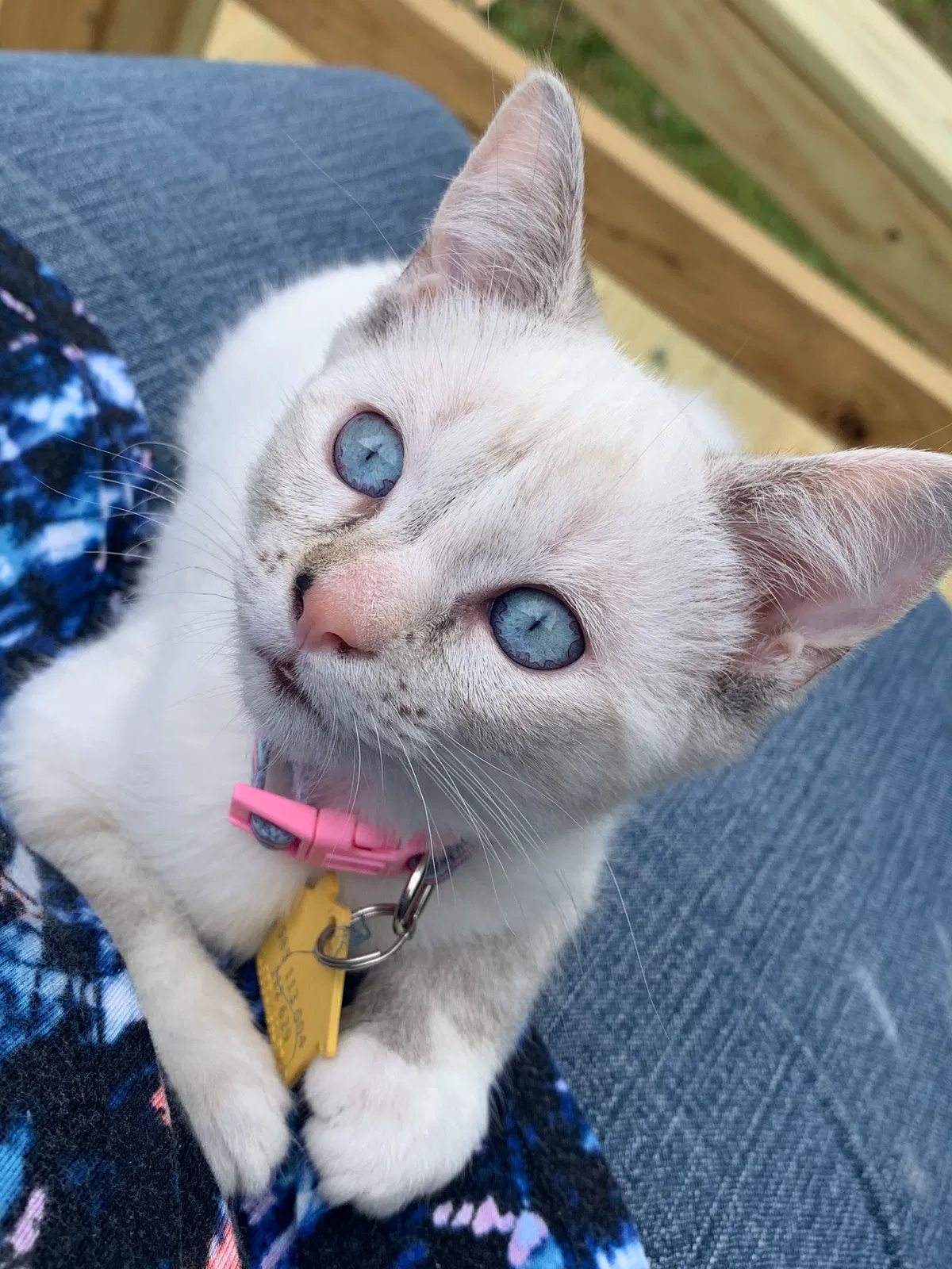 Lost cat in Johnson City, TN, 37601