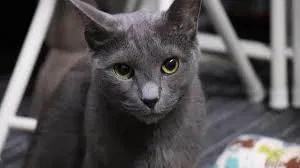 Lost cat in Glastonbury, CT, 6033