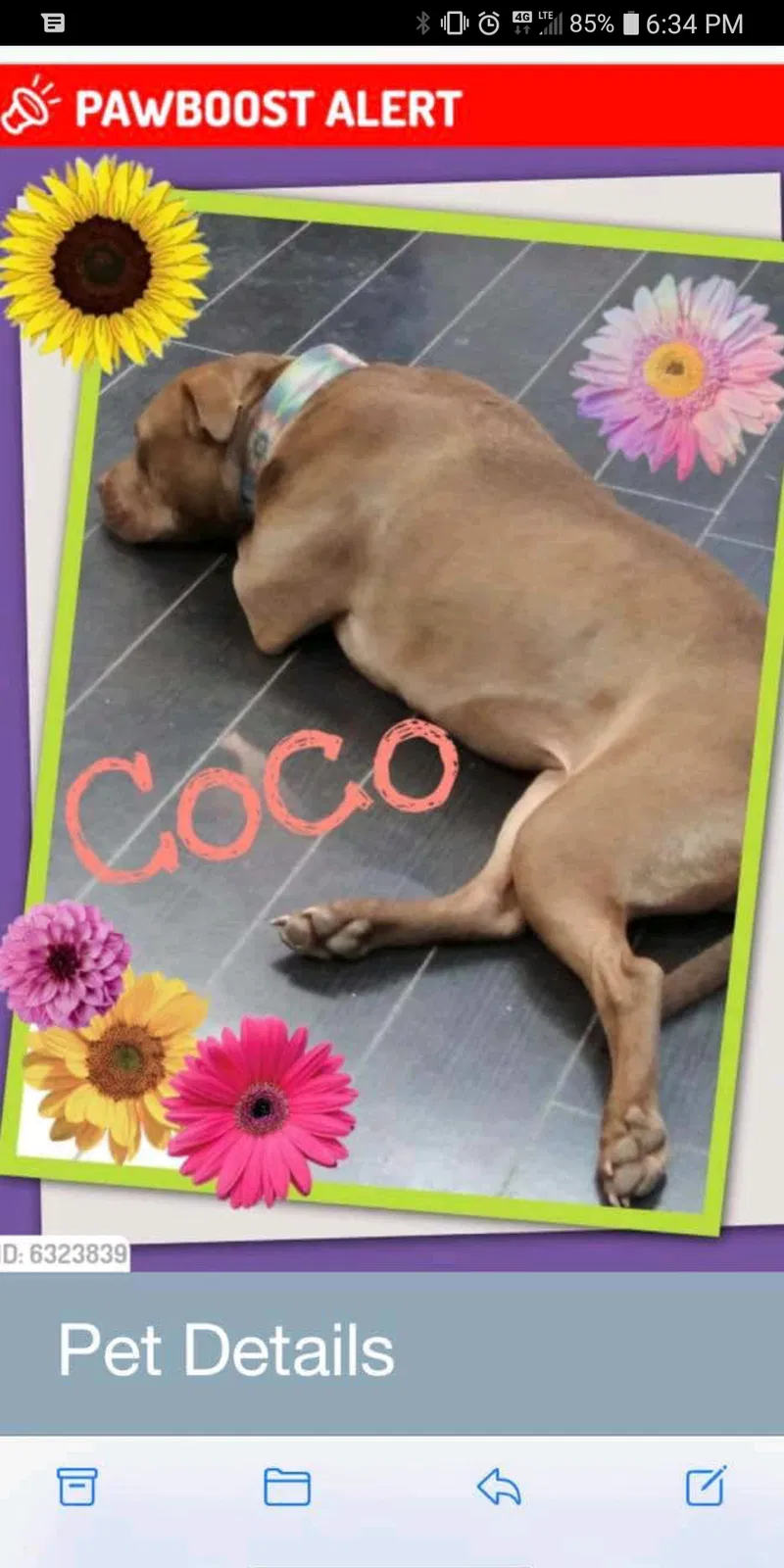 Lost dog in Rustburg, VA, 24588