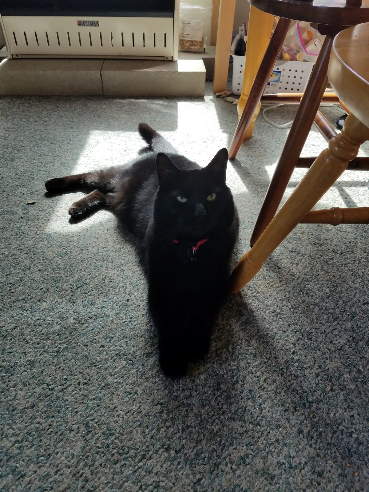 Lost cat in Northwood, NH, 3261