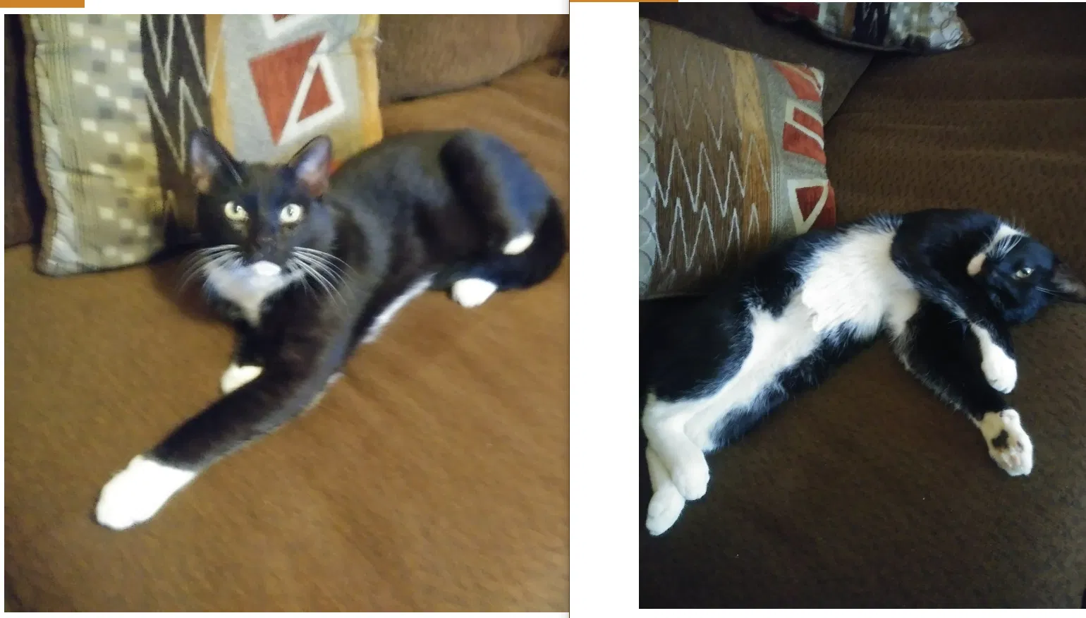 Lost cat in Laredo, TX, 78043