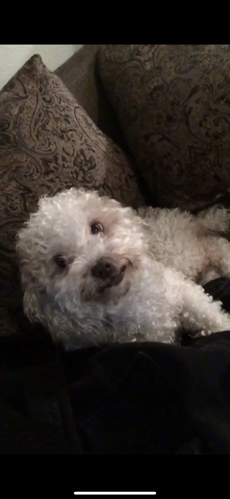 Lost dog in White City, OR, 97503
