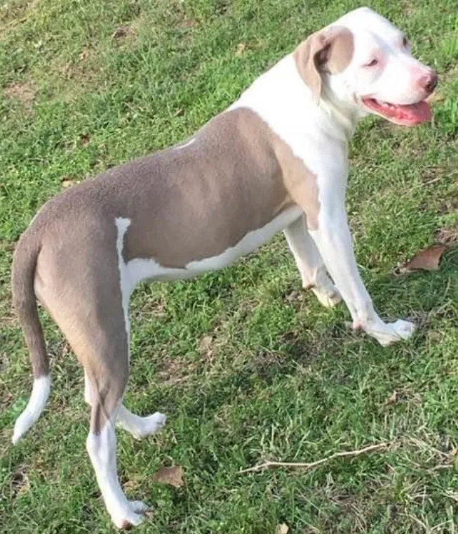 Lost dog in Keithville, LA, 71047