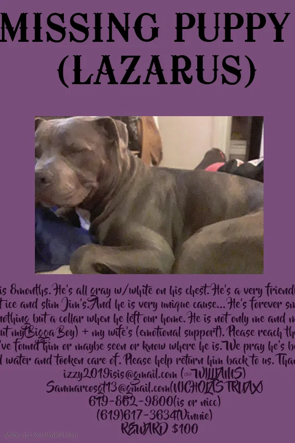 Lost dog in San Diego, CA, 92102
