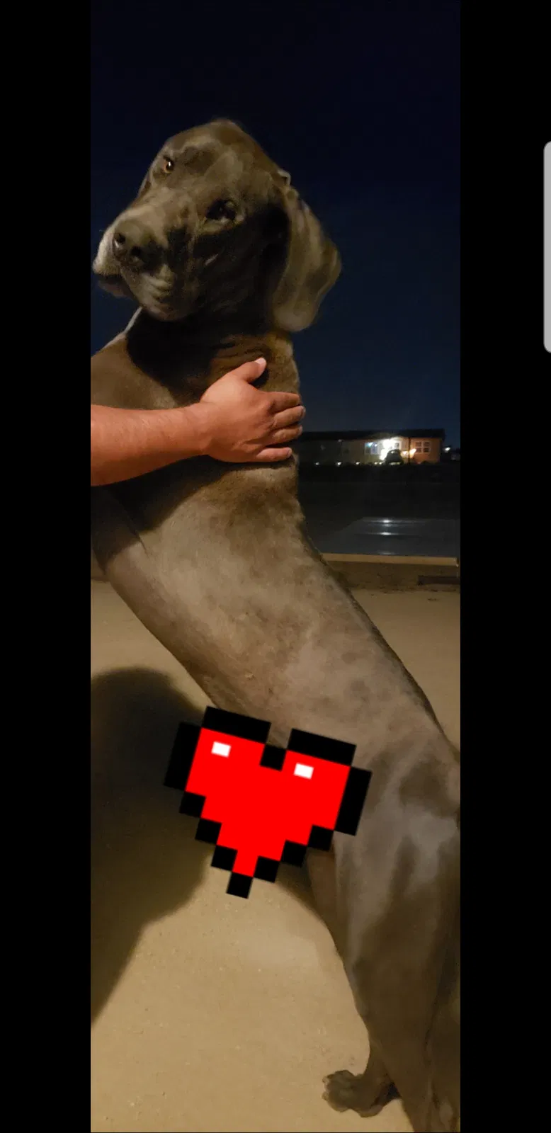 Lost dog in Odessa, TX, 79763
