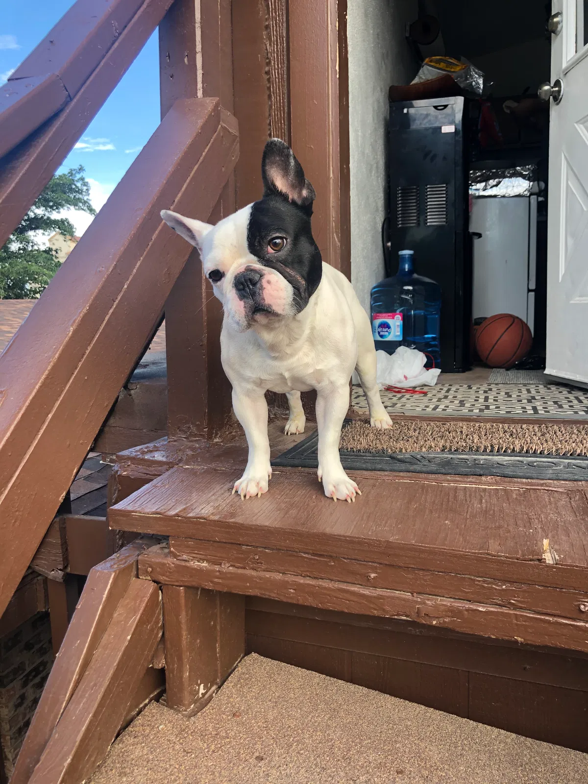 Lost dog in Midland, TX, 79701
