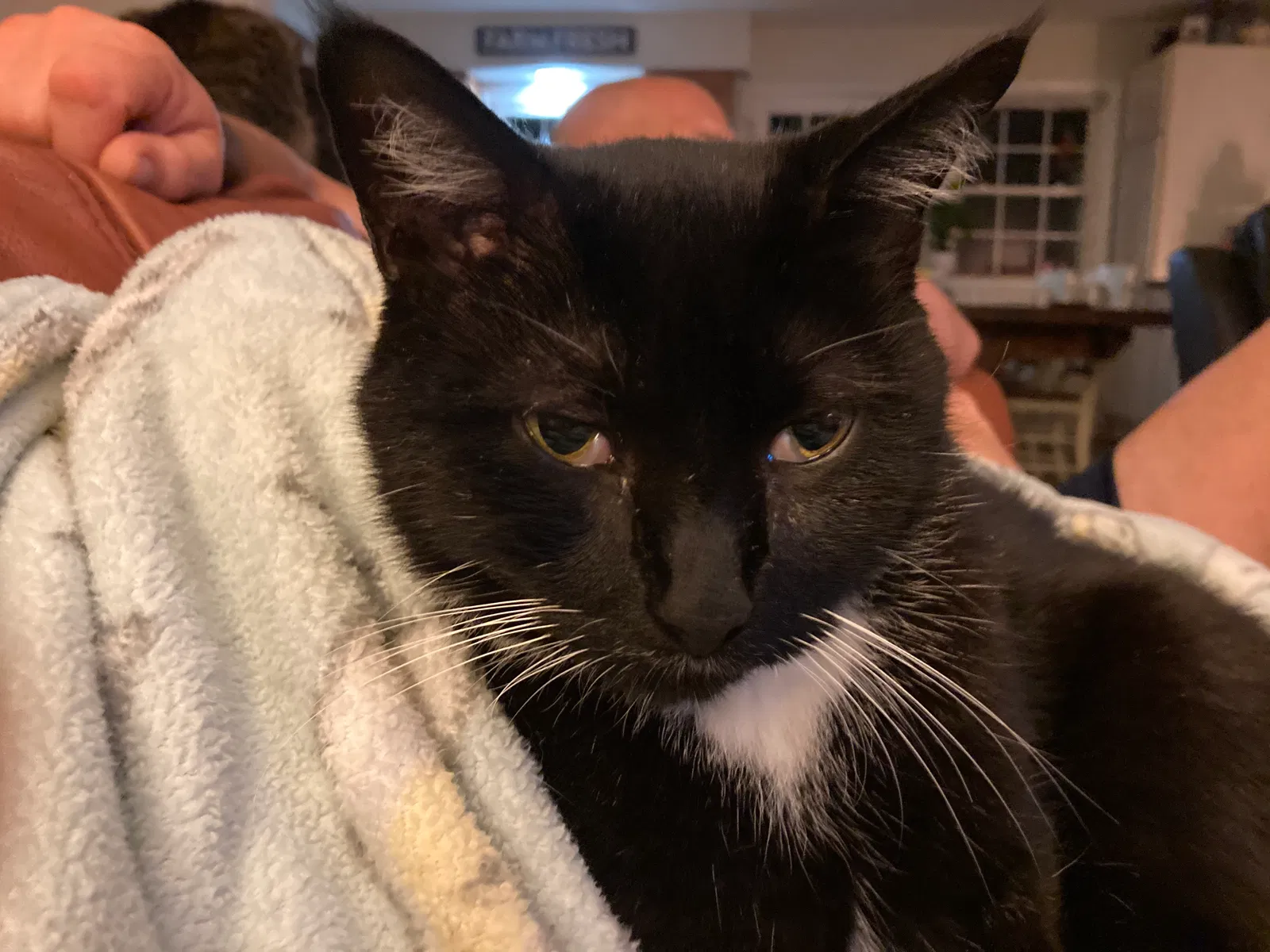 Lost cat in Cary, NC, 27513