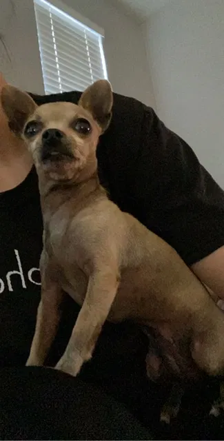 Lost dog in Heber, CA, 92249