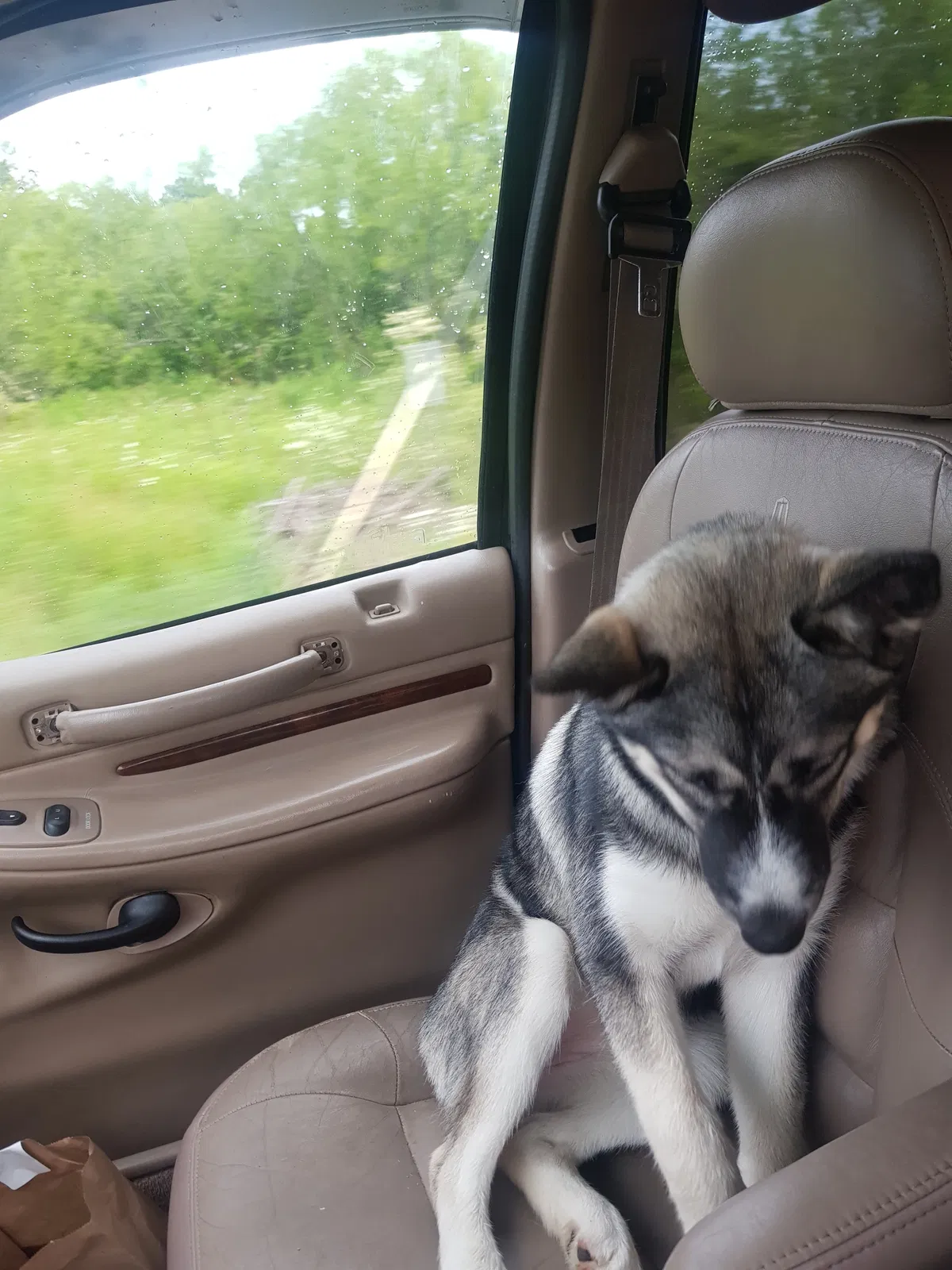 Lost dog in Greenville, PA, 16125