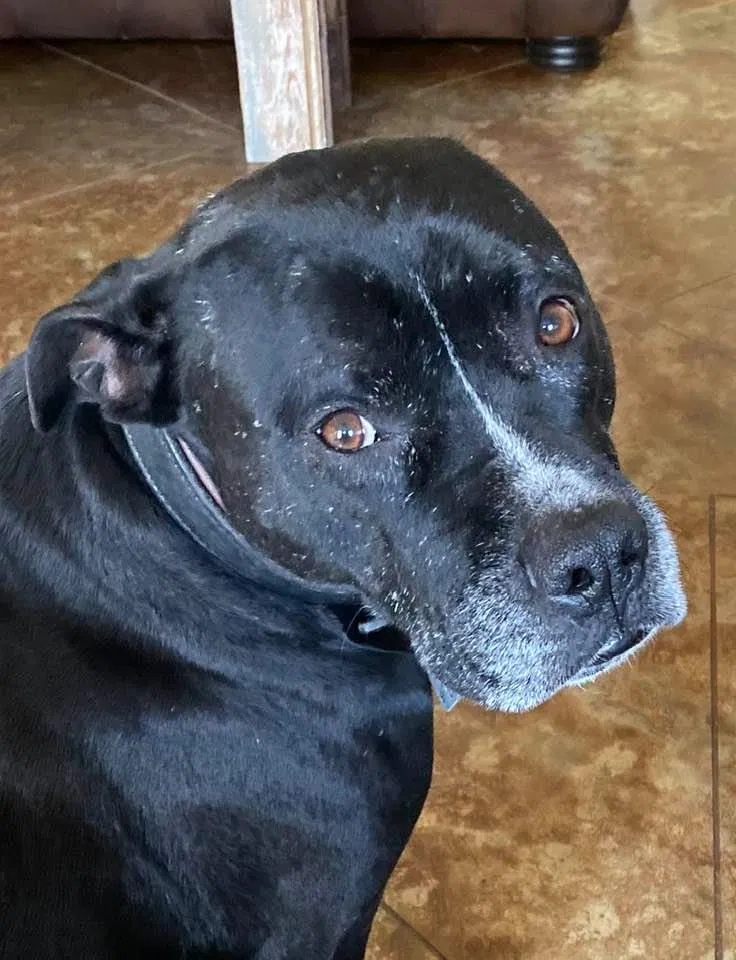 Lost dog in Somerville, TN, 38068