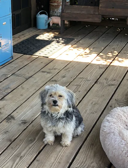 Lost dog in Temecula, CA, 92592