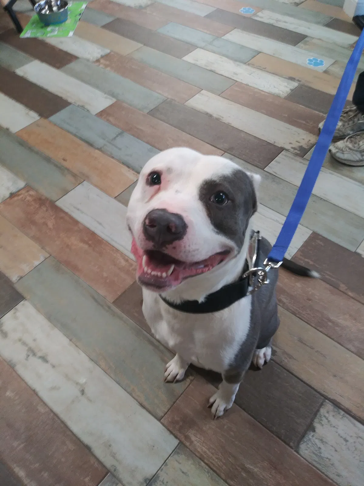 Lost dog in Detroit, MI, 48204