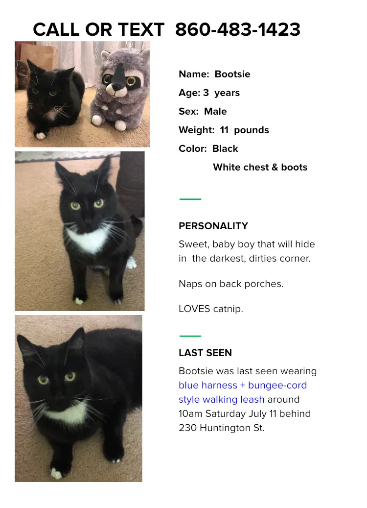 Lost cat in New Haven, CT, 6511