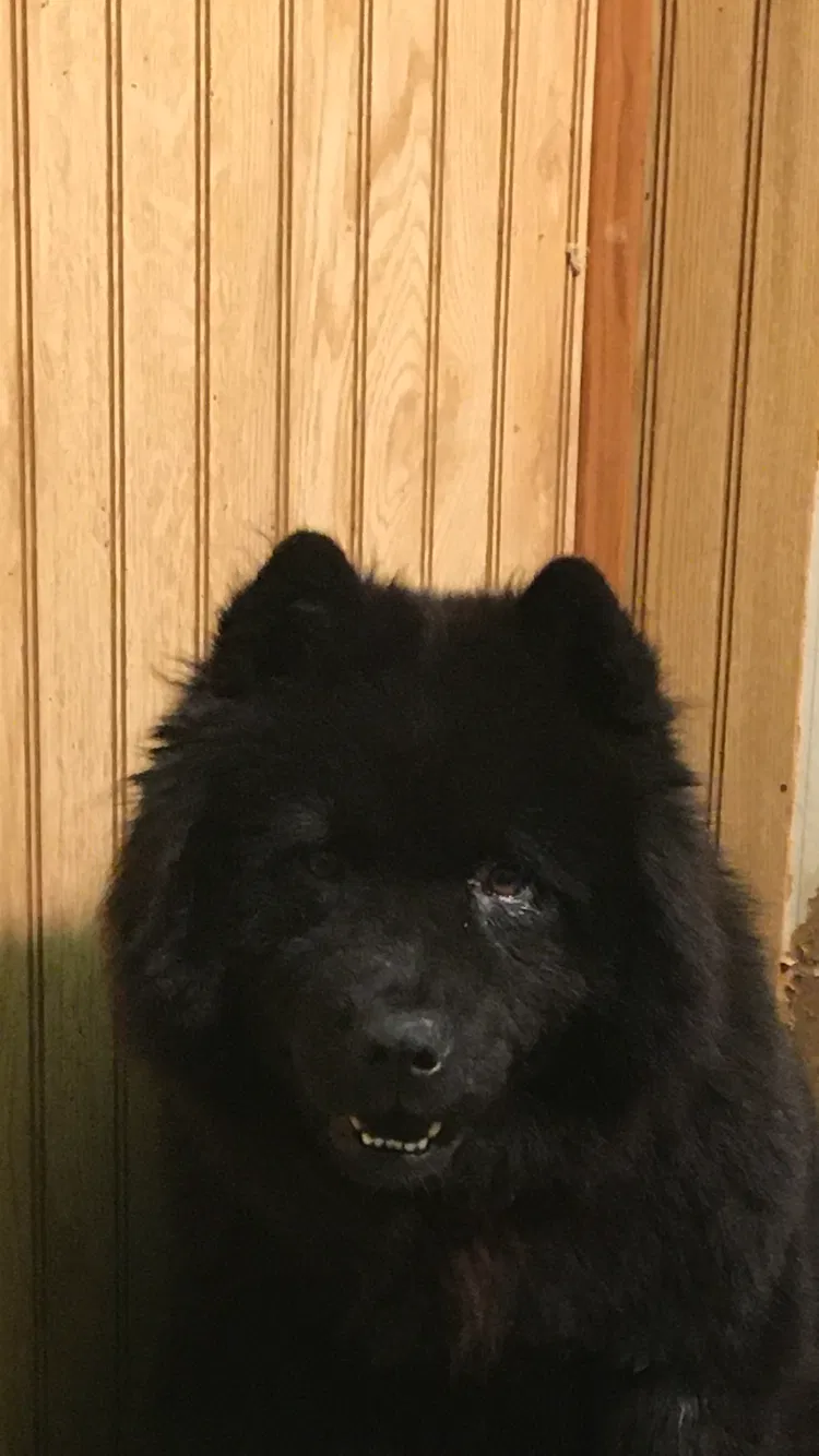 Lost dog in West Fork, AR, 72774