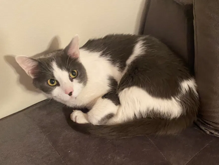 Lost cat in Sylvania, OH, 43560