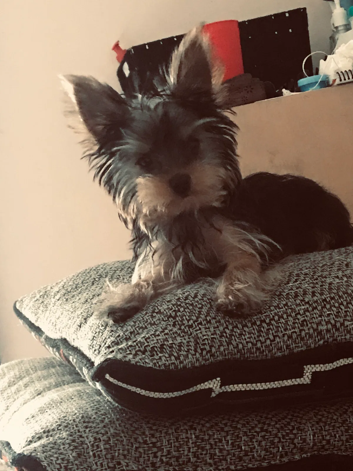 Lost dog in Tacoma, WA, 98405
