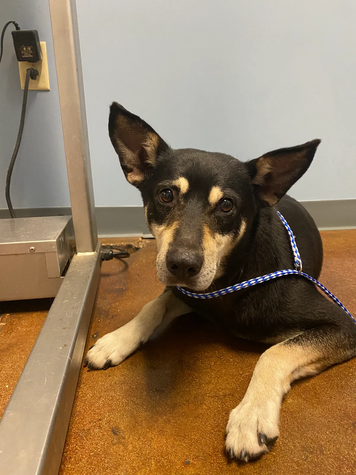 Lost dog in Memphis, TN, 38104