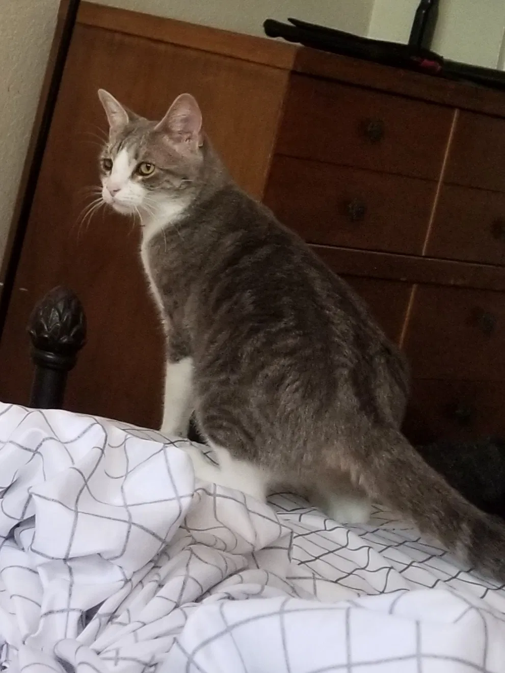 Lost cat in Tucson, AZ, 85741
