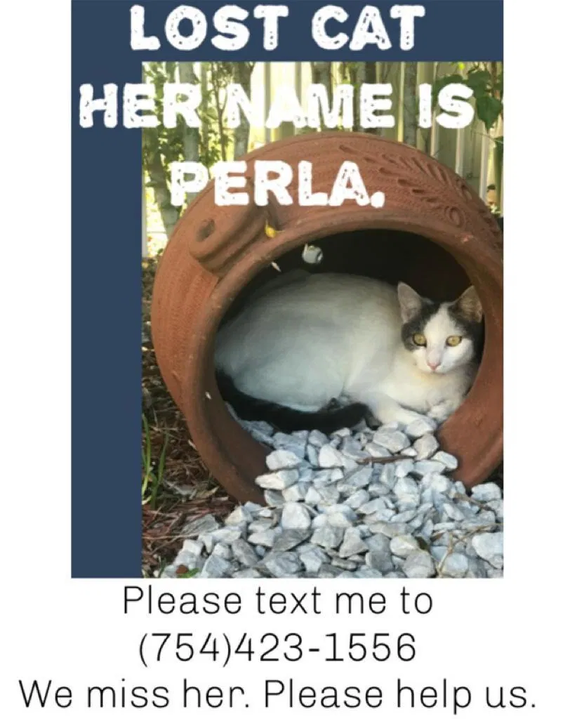 Lost cat in Fort Lauderdale, FL, 33327