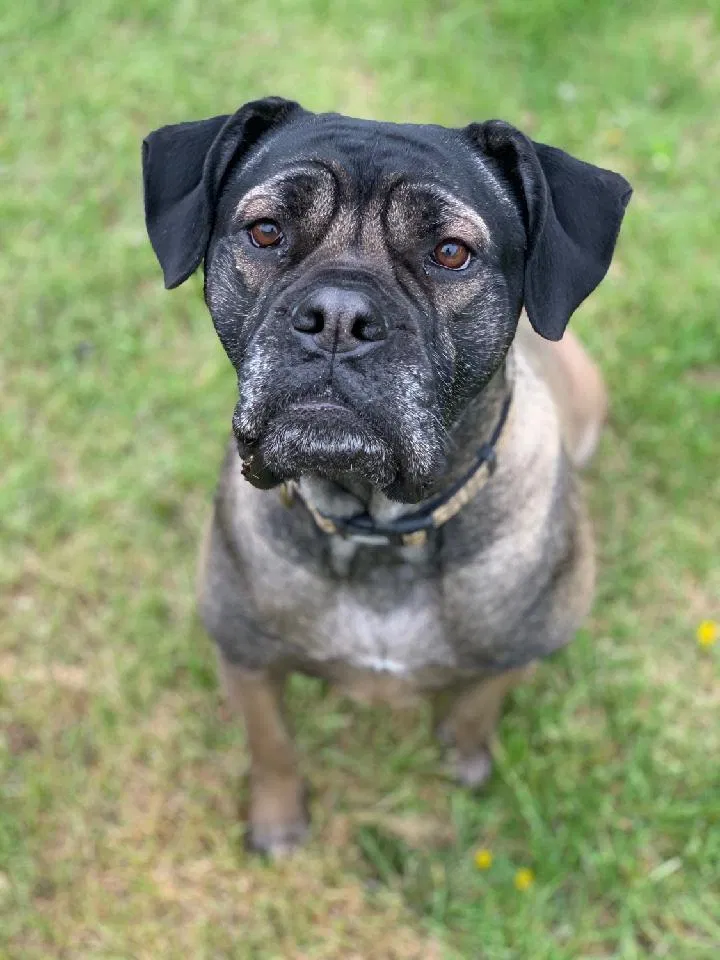 Lost dog in Douglassville, PA, 19518