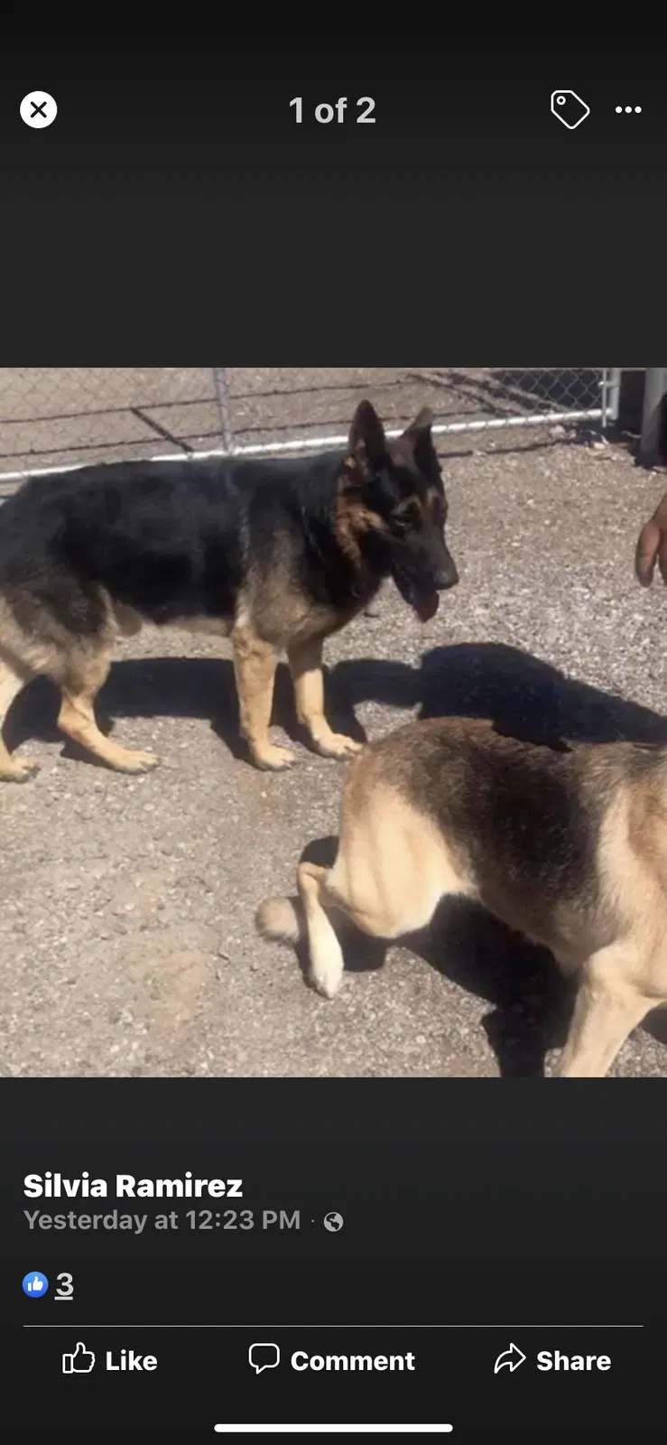 Lost dog in Albuquerque, NM, 87105