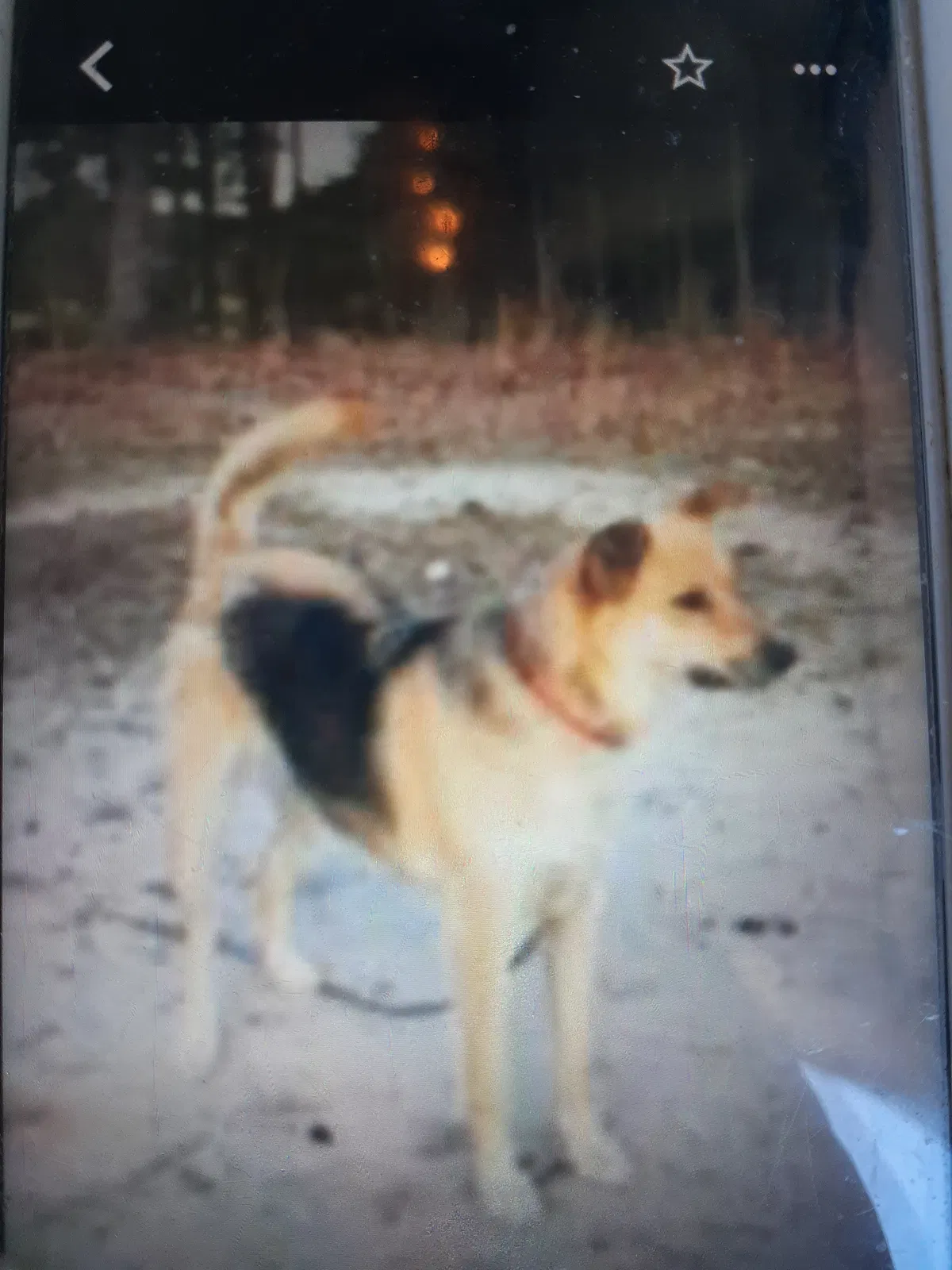 Lost dog in Gilbert, SC, 29054