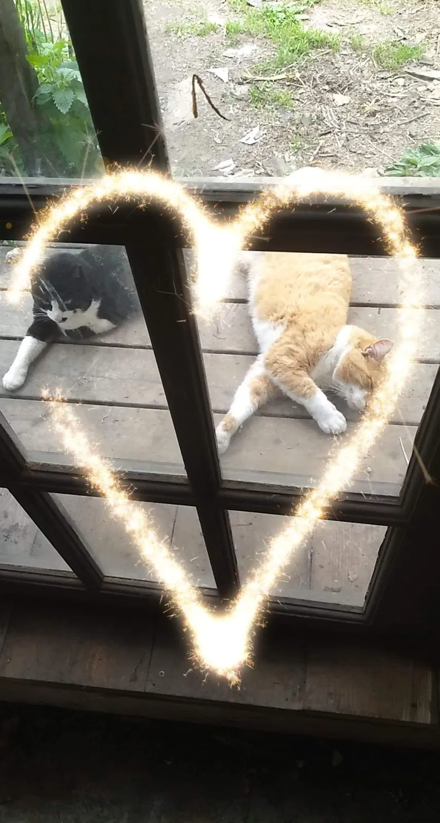 Lost cat in New Haven, MI, 48048